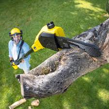 Professional Tree Removal in Macom, IL